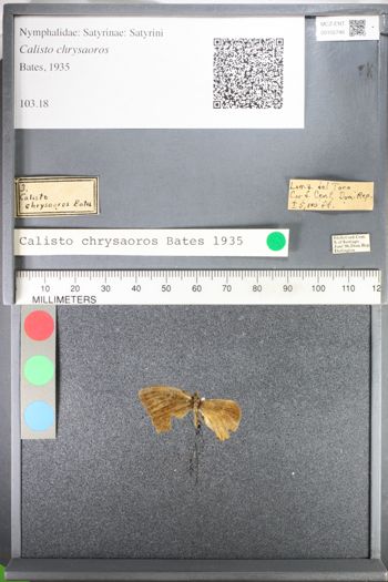 Media type: image;   Entomology 102746